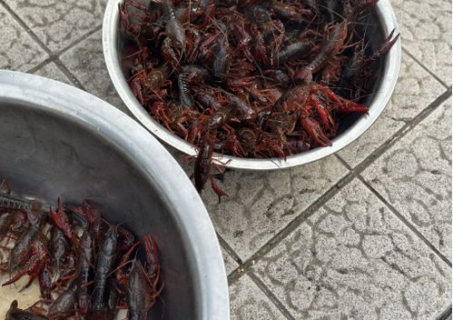 儀征龍蝦調料價格突現大跌，市場供需與季節因素成主因